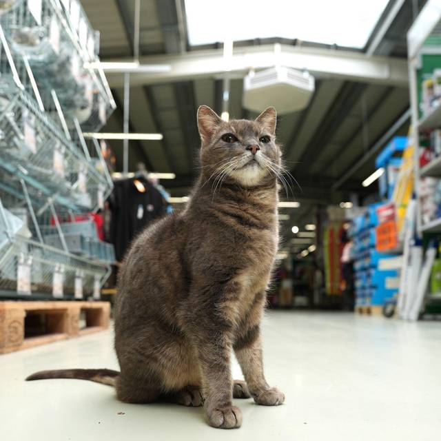 Katze "Lotti" lebt in Baumarkt