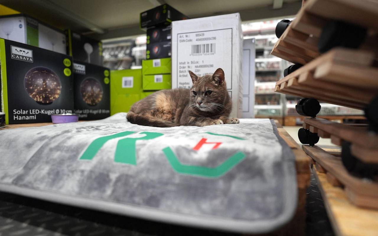 Katze "Lotti" lebt in Baumarkt