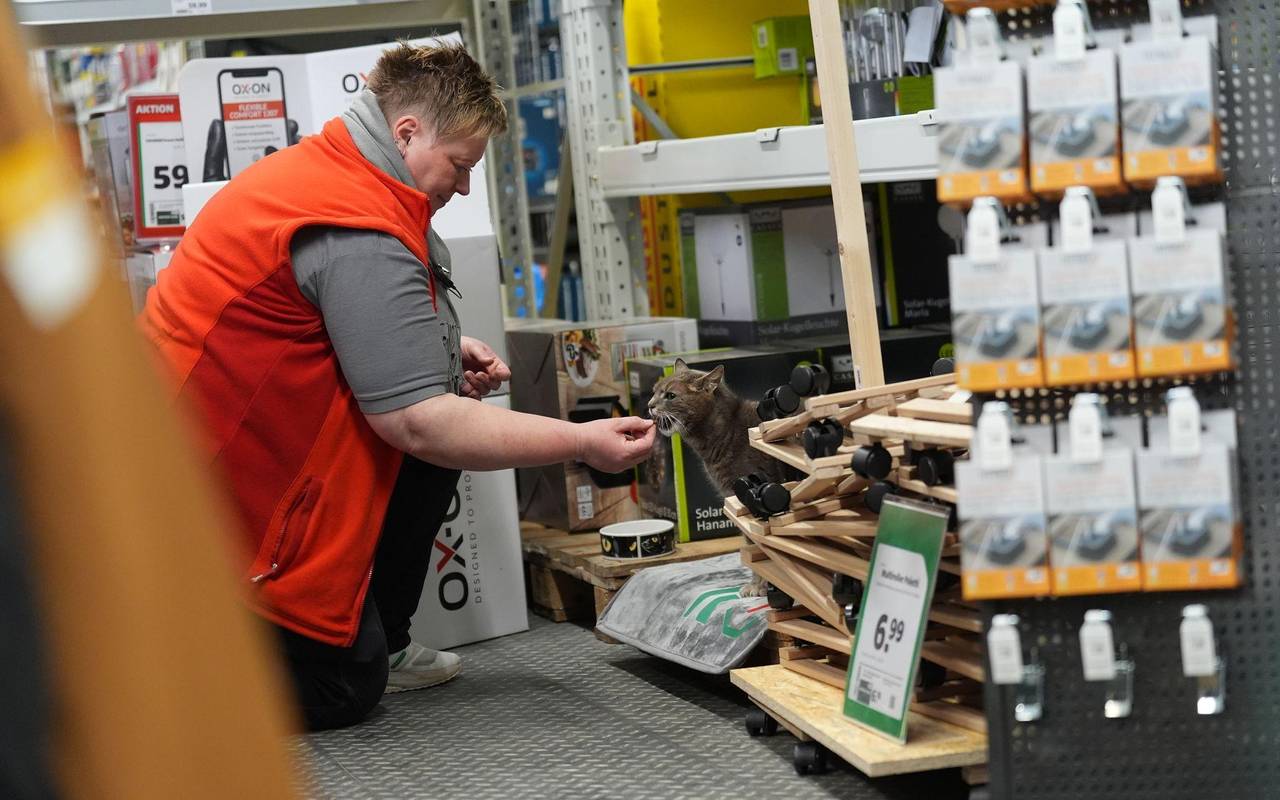 Katze "Lotti" lebt in Baumarkt
