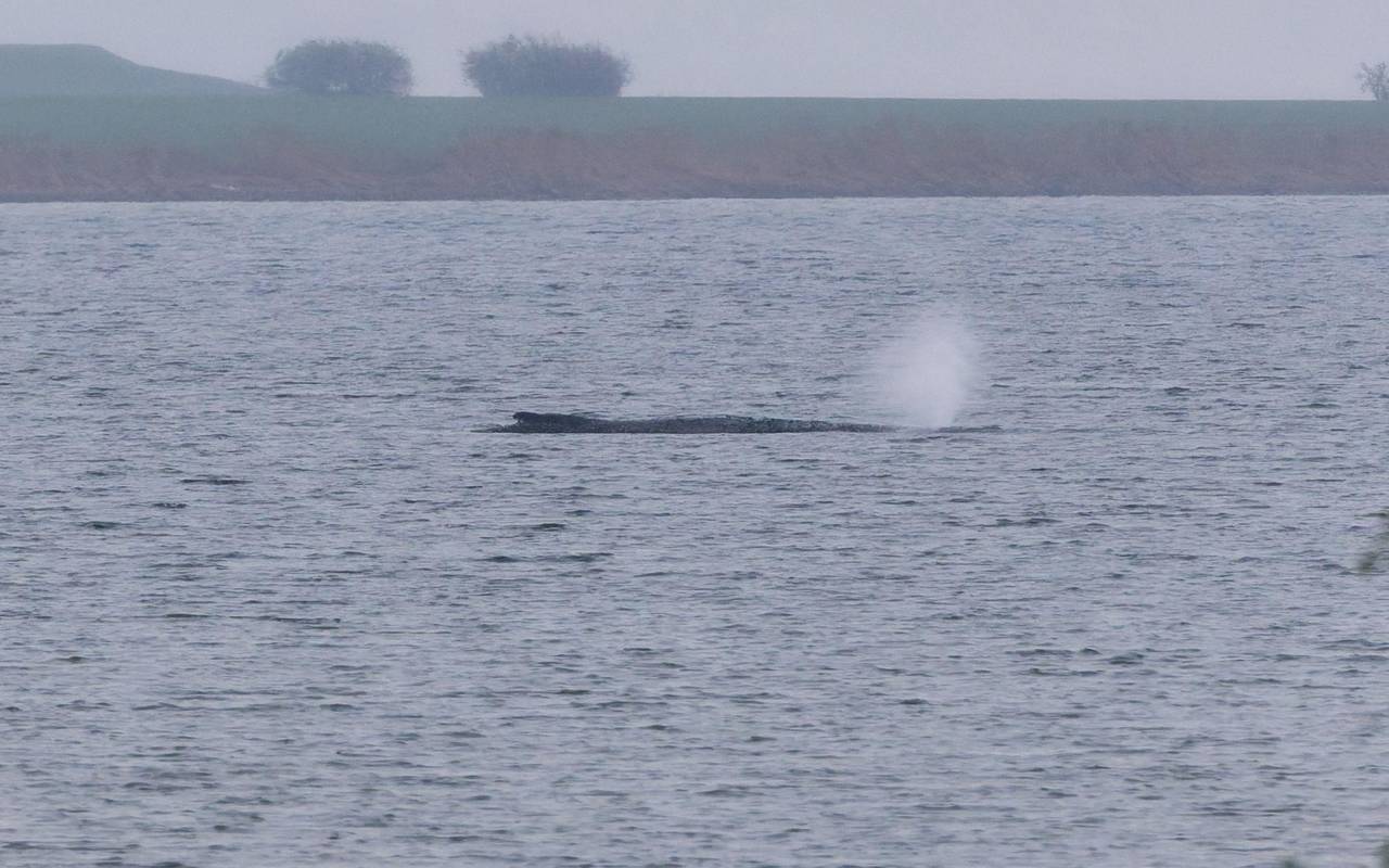 Buckelwal liegt weiter in Wismarer Bucht
