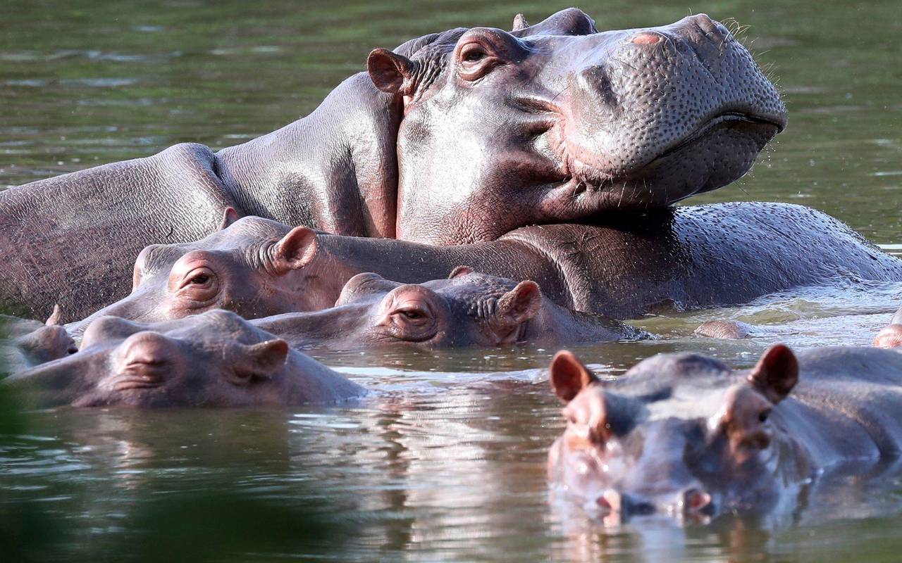 Invasive große Tiere in Seen: Jede zweite Art macht Probleme