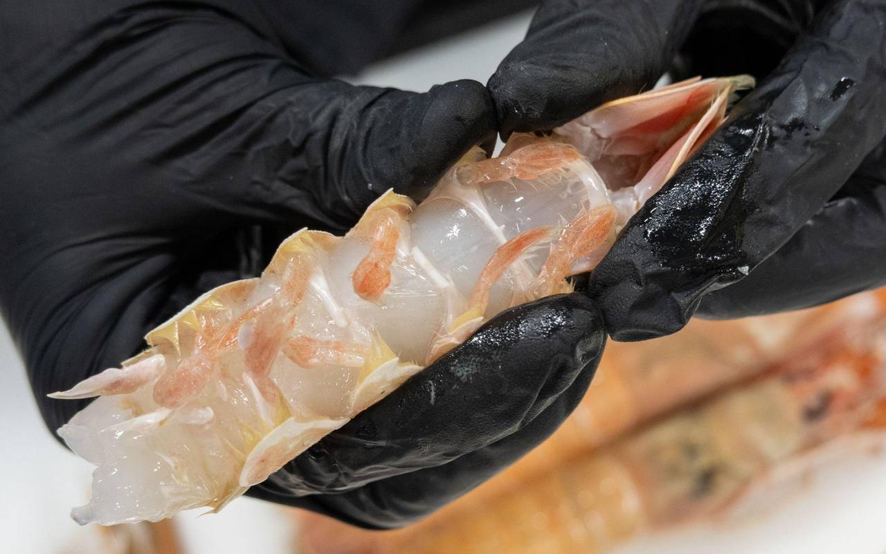 Hände beim Knacken der Schale von Scampi