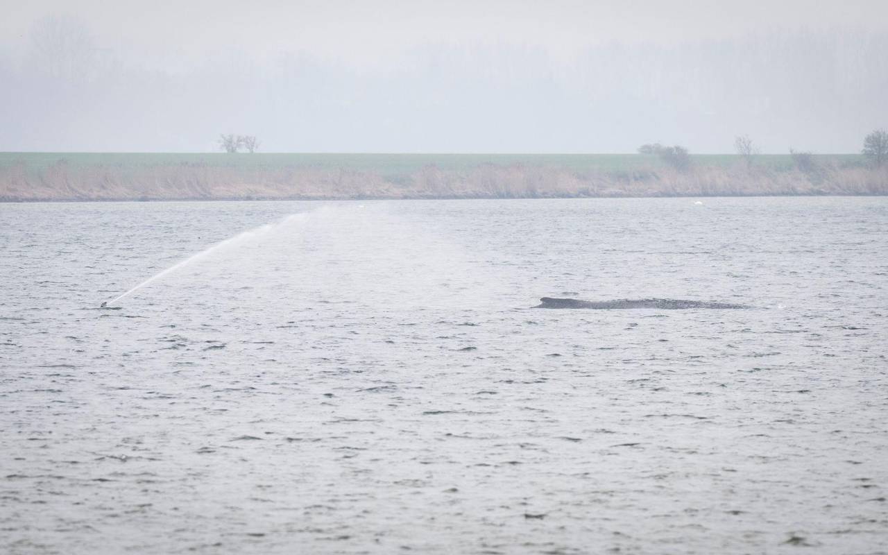 Gestrandeter Buckelwal vor Poel