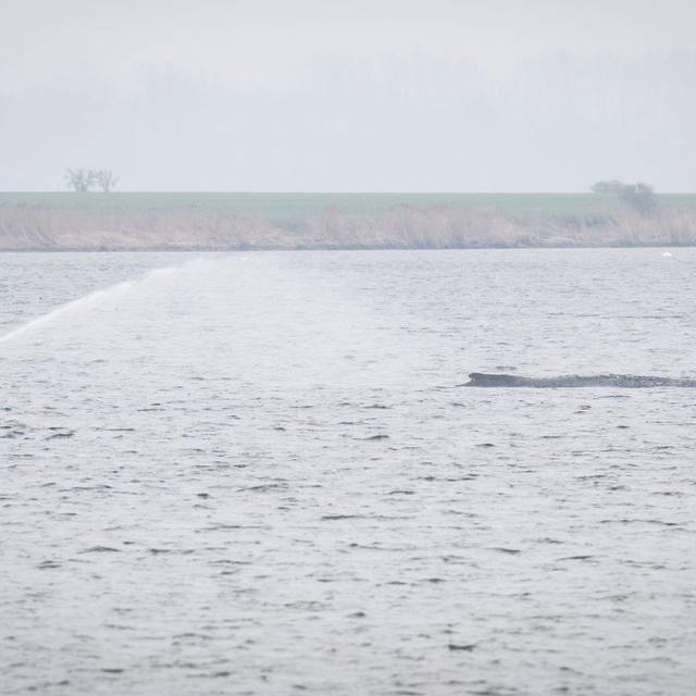 Gestrandeter Buckelwal vor Poel