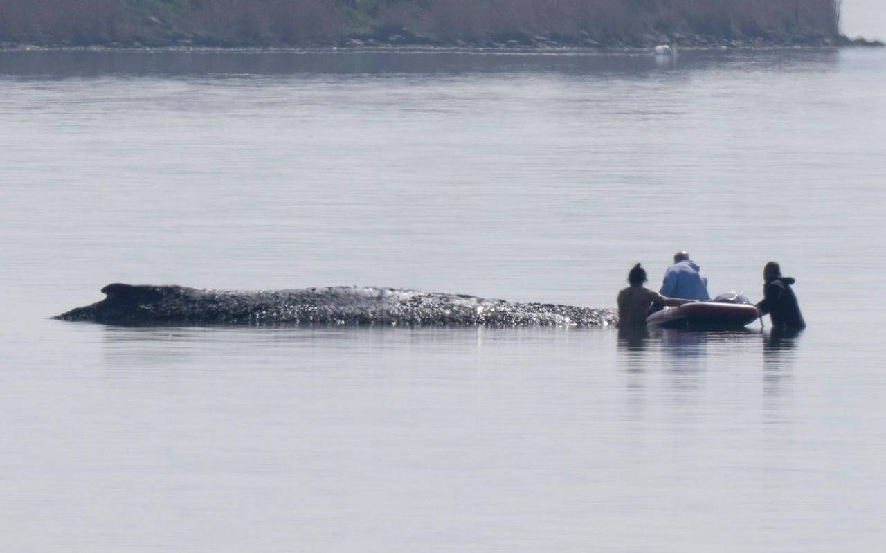 Rettungsaktion für den Buckelwal