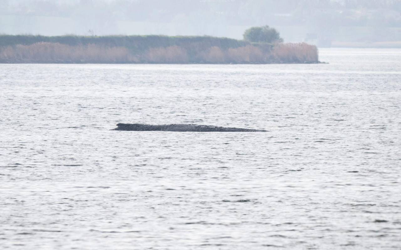 Rettungsaktion für den Buckelwal