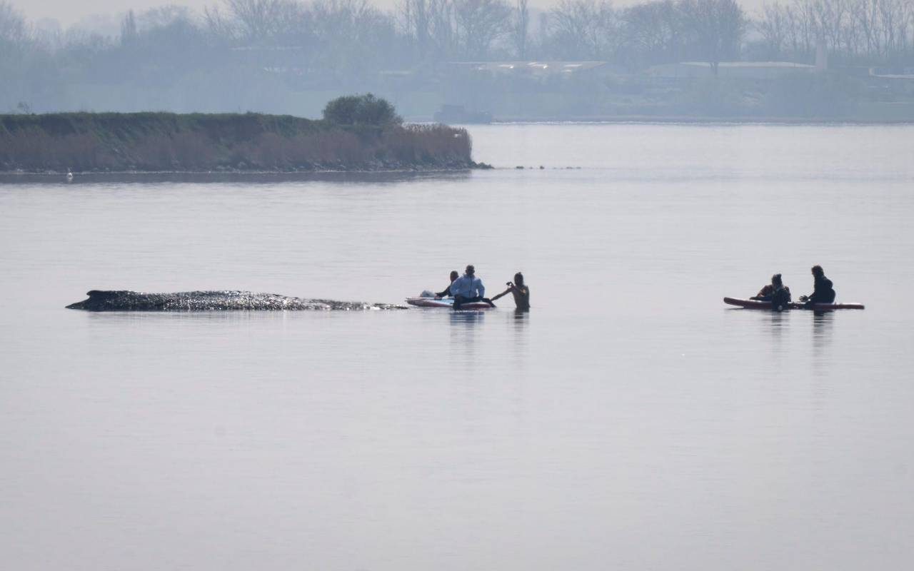 Rettungsaktion für den Buckelwal