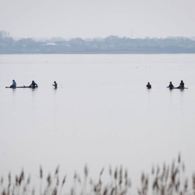 Rettungsaktion für den Buckelwal