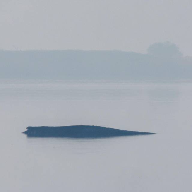 Rettungsaktion für den Buckelwal