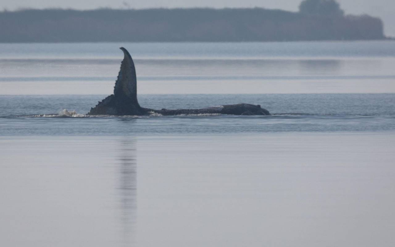 Rettungsaktion für den Buckelwal