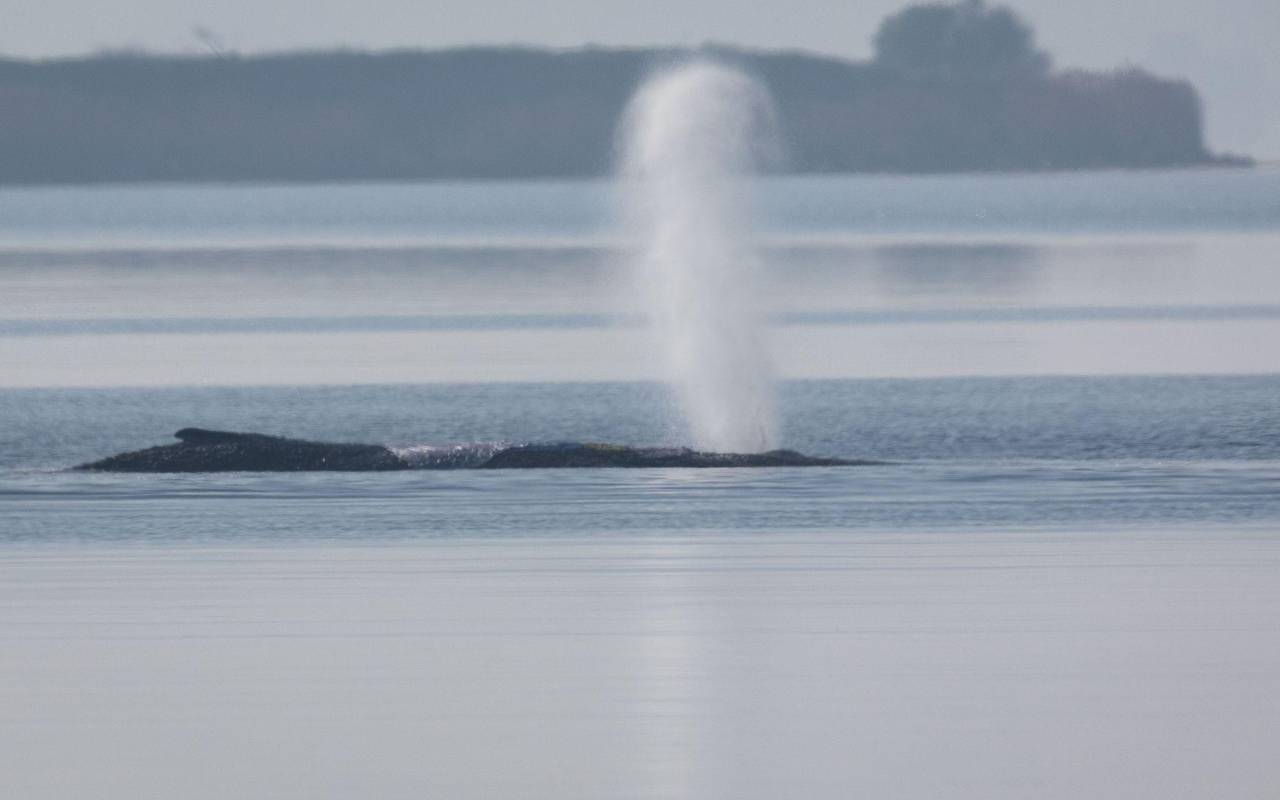 Rettungsaktion für den Buckelwal