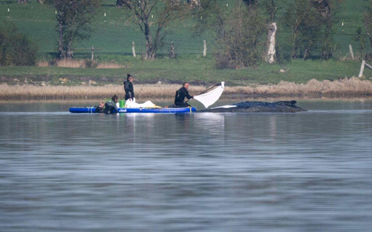 Rettungsaktion für den Buckelwal