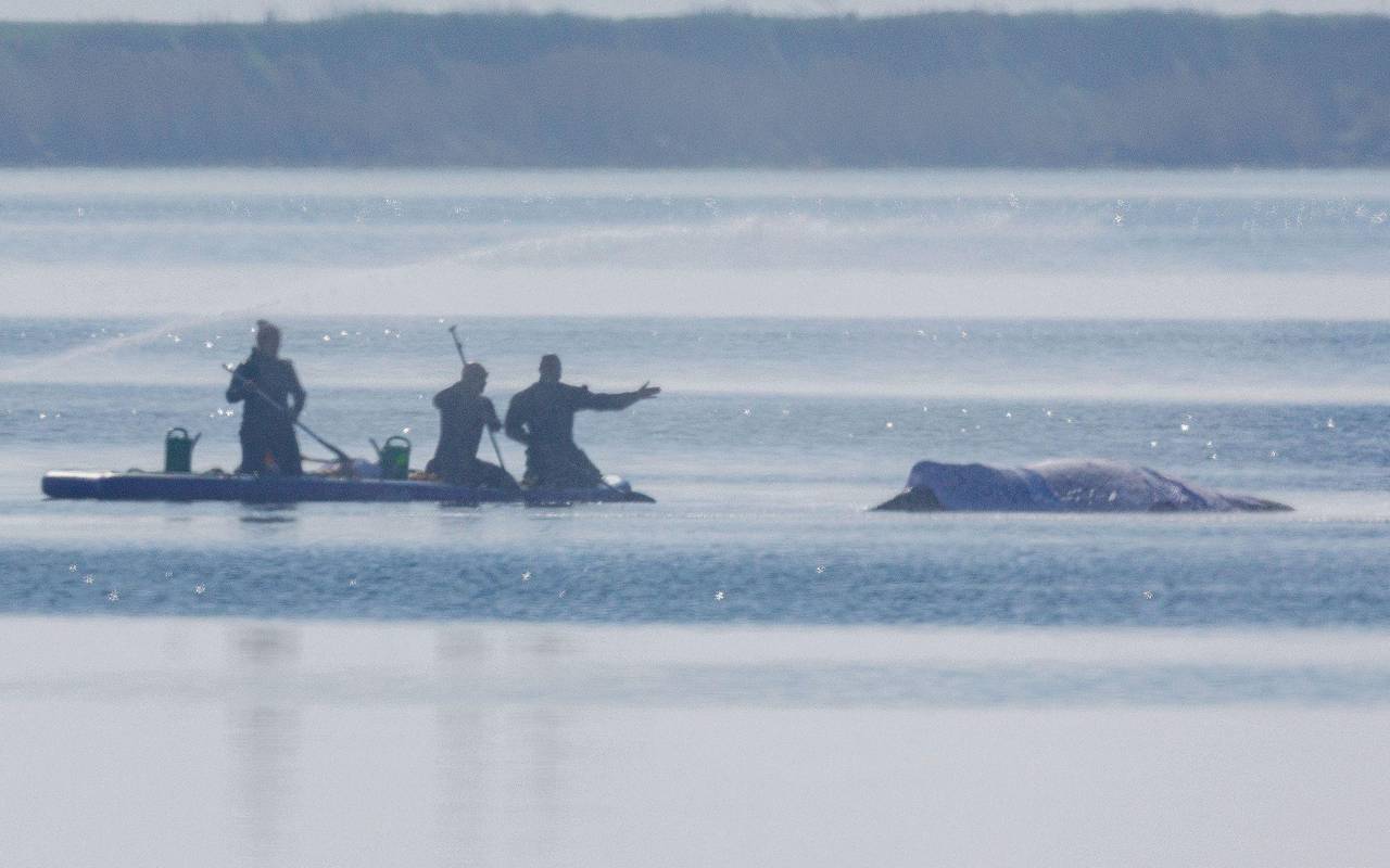 Rettungsaktion für den Buckelwal