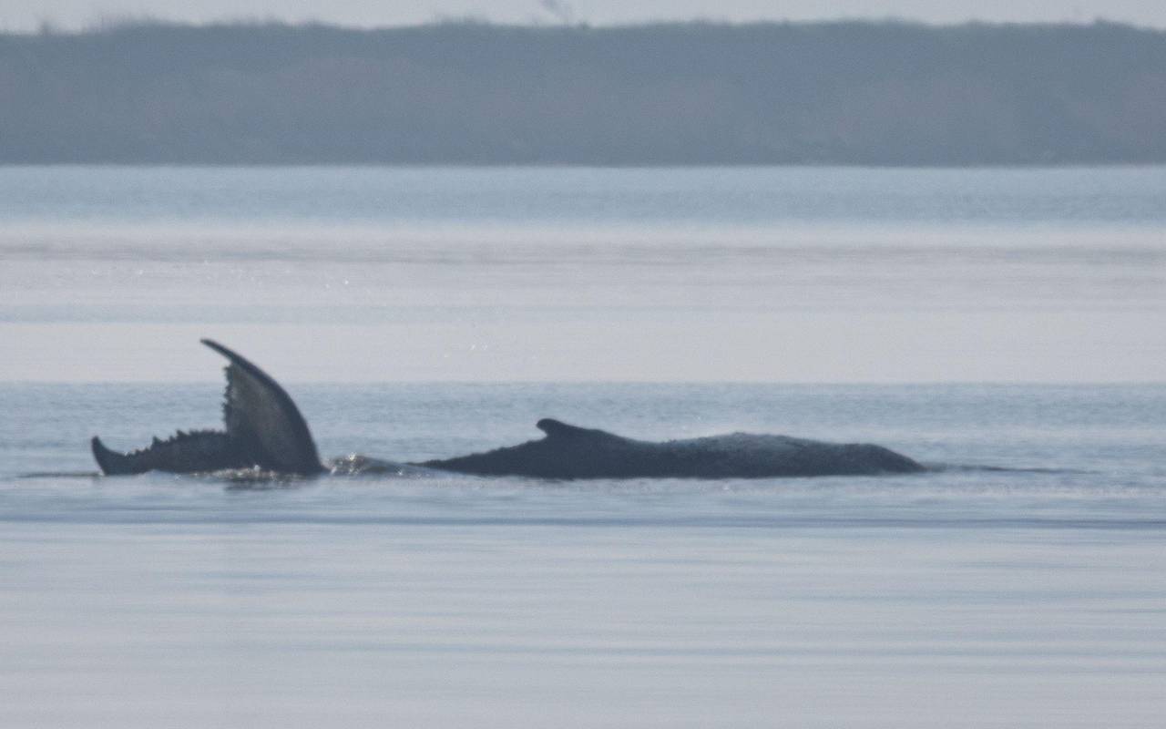 Rettungsaktion für den Buckelwal