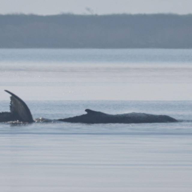 Rettungsaktion für den Buckelwal