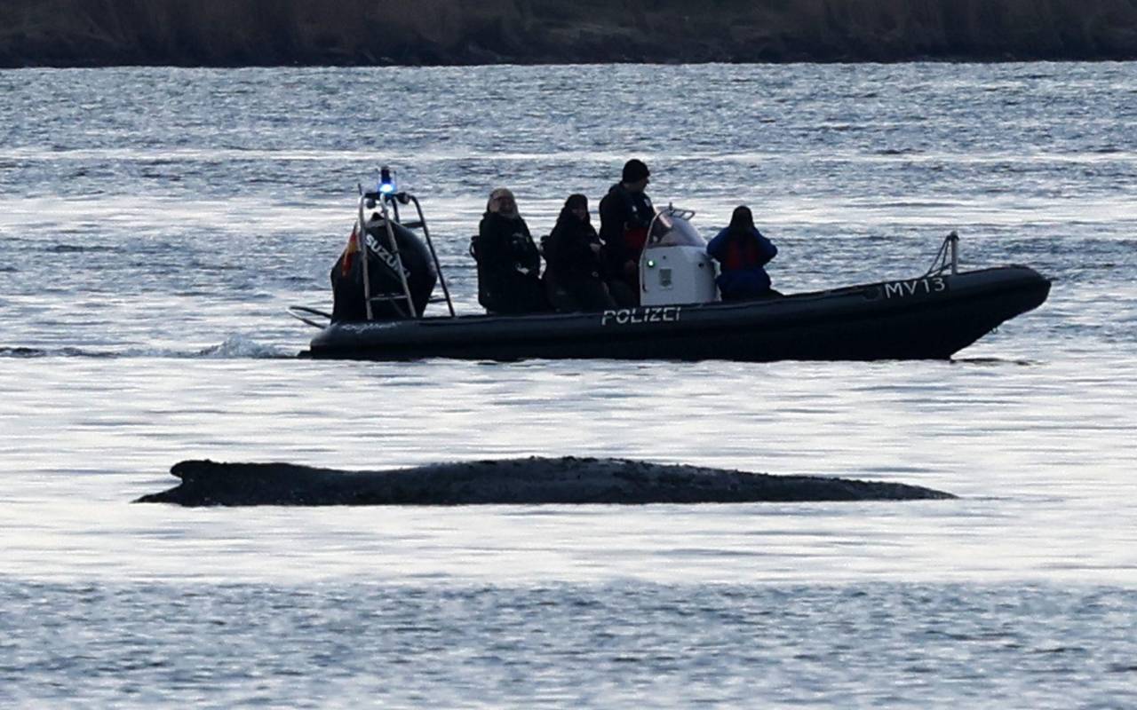 Rettungsaktion für den Buckelwal