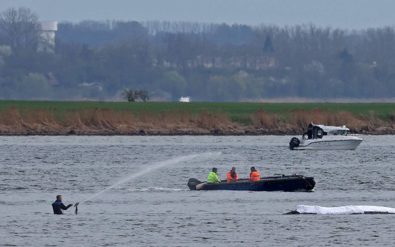 Rettungsaktion für den Buckelwal