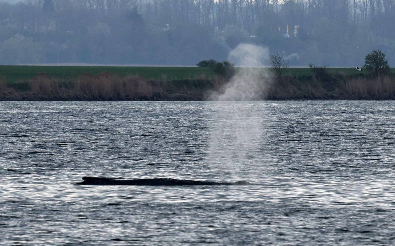 Rettungsaktion für den Buckelwal