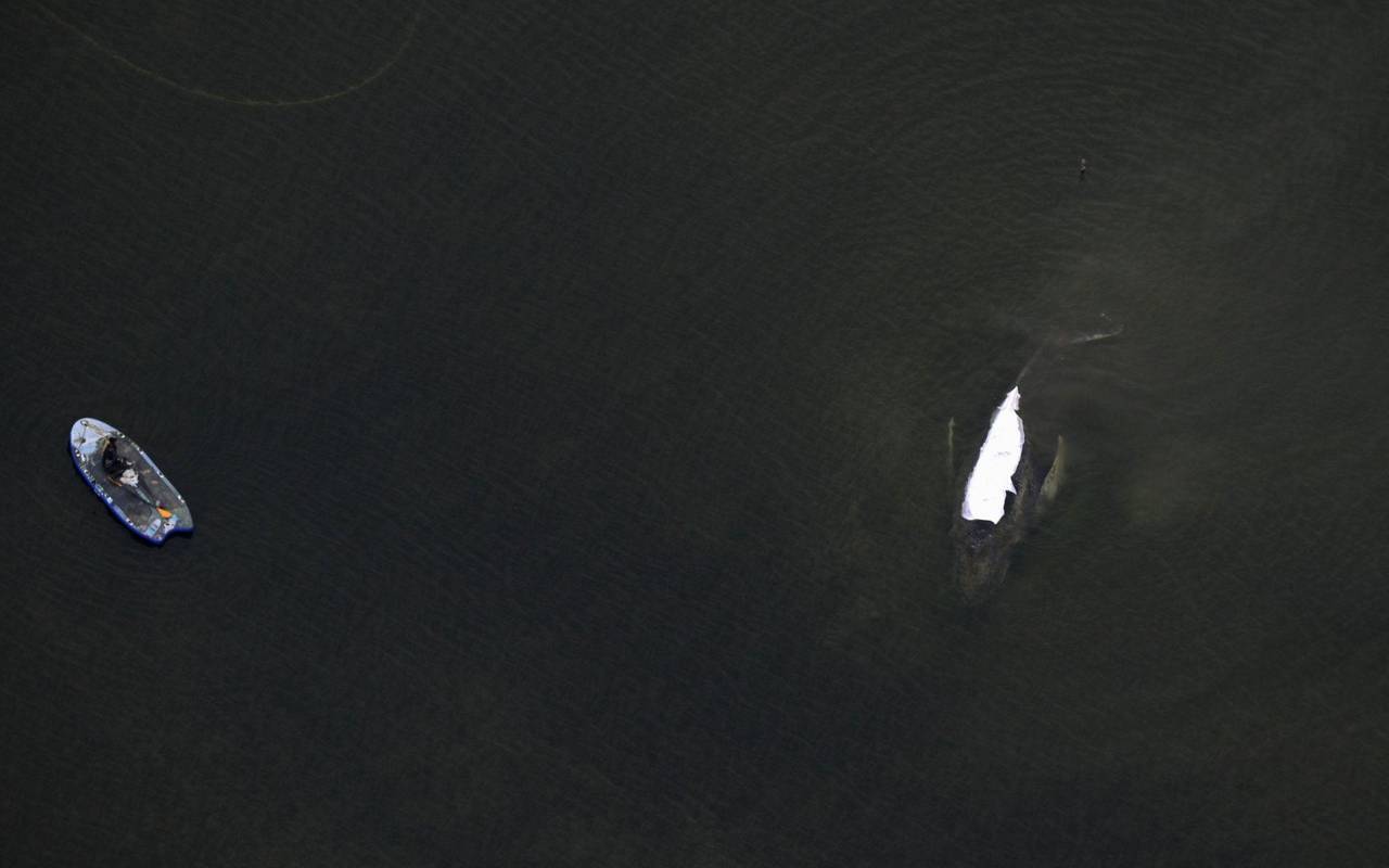 Rettungsaktion für den Buckelwal