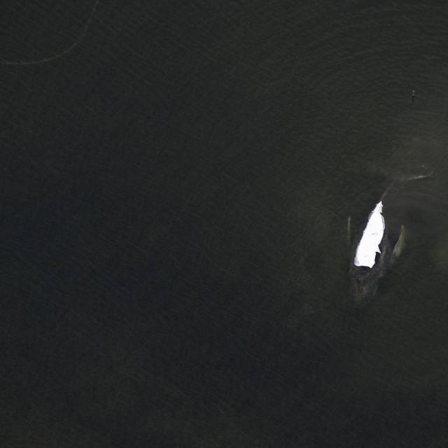 Rettungsaktion für den Buckelwal