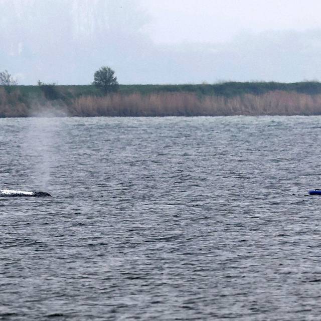 Rettungsaktion für den Buckelwal