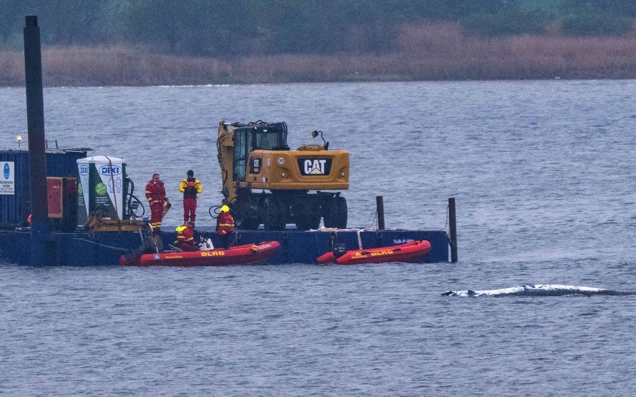Rettungsaktion für den Buckelwal