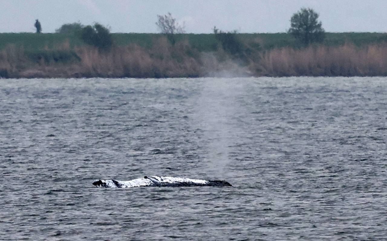 Rettungsaktion für den Buckelwal