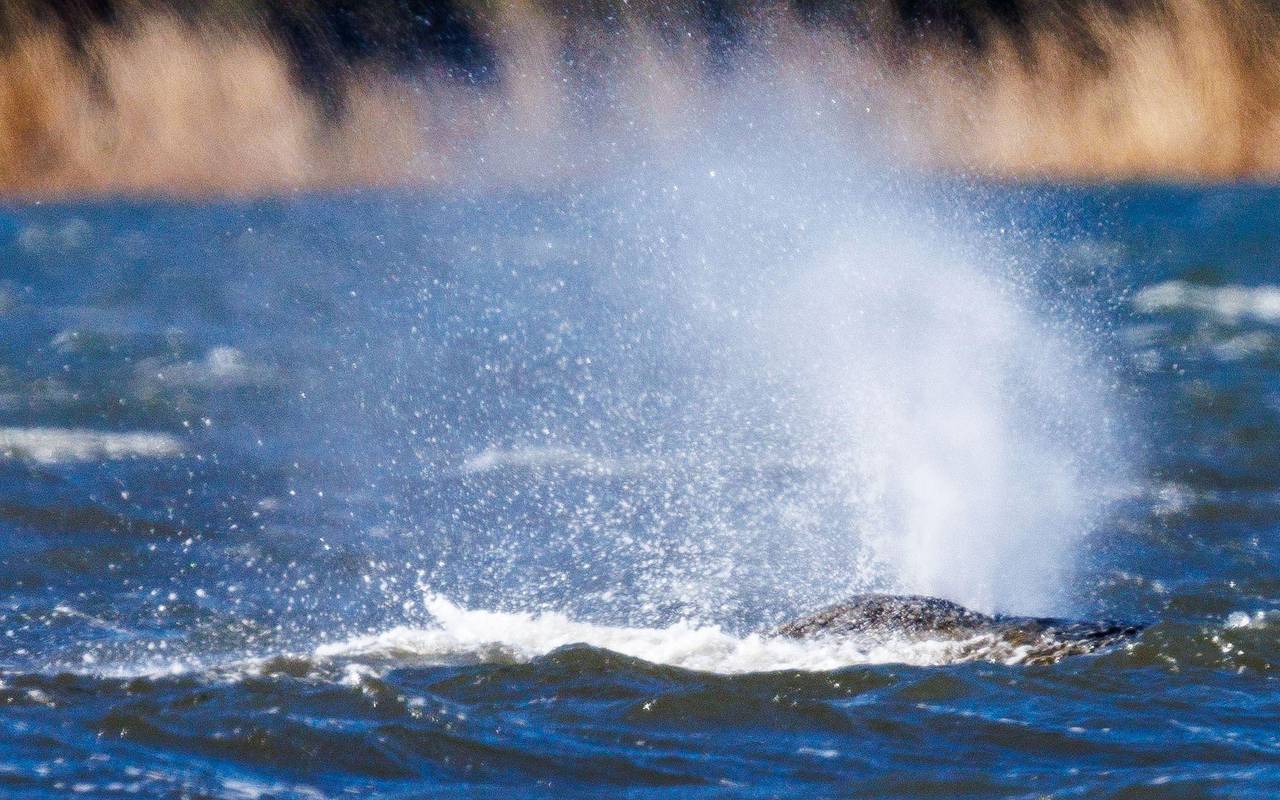 Rettungsaktion für den Buckelwal