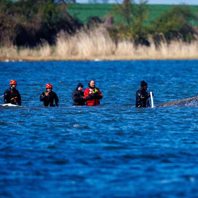 Weitere Entwicklung zum Buckelwal in der Ostsee