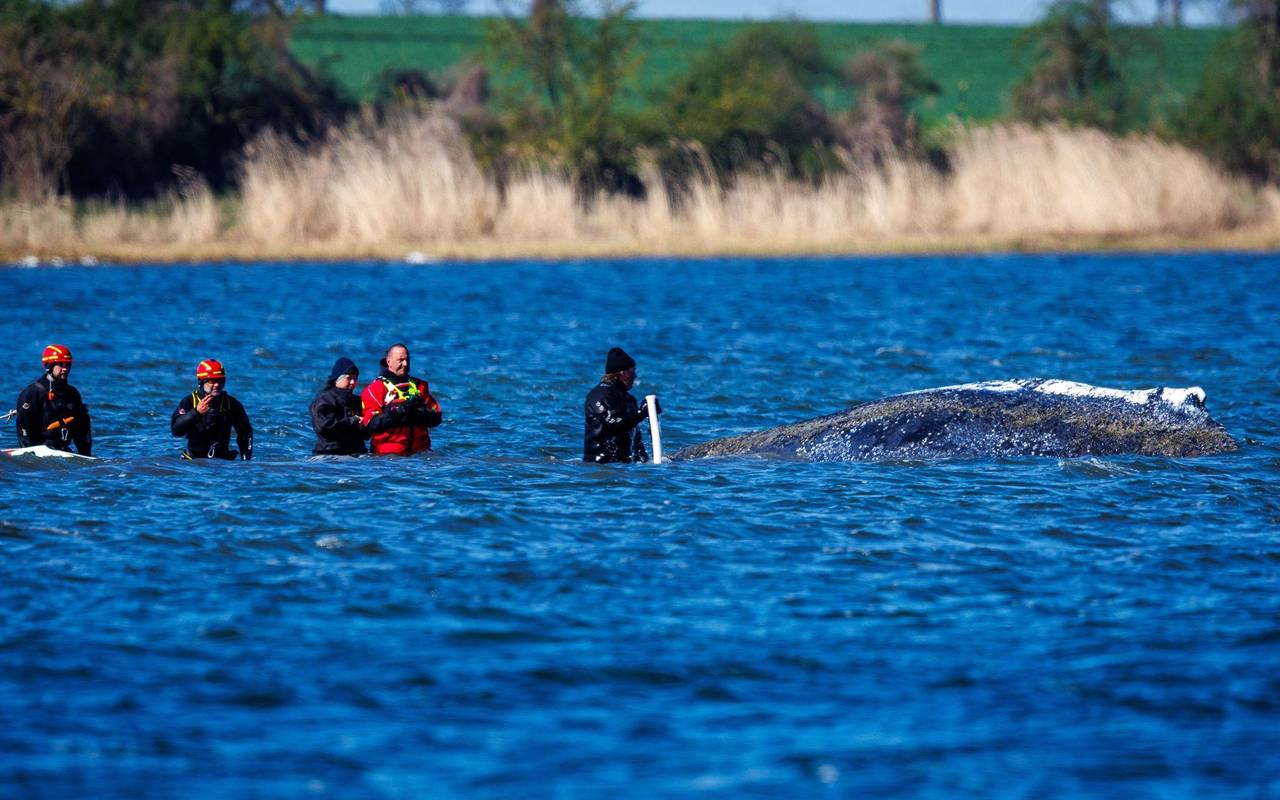 Weitere Entwicklung zum Buckelwal in der Ostsee