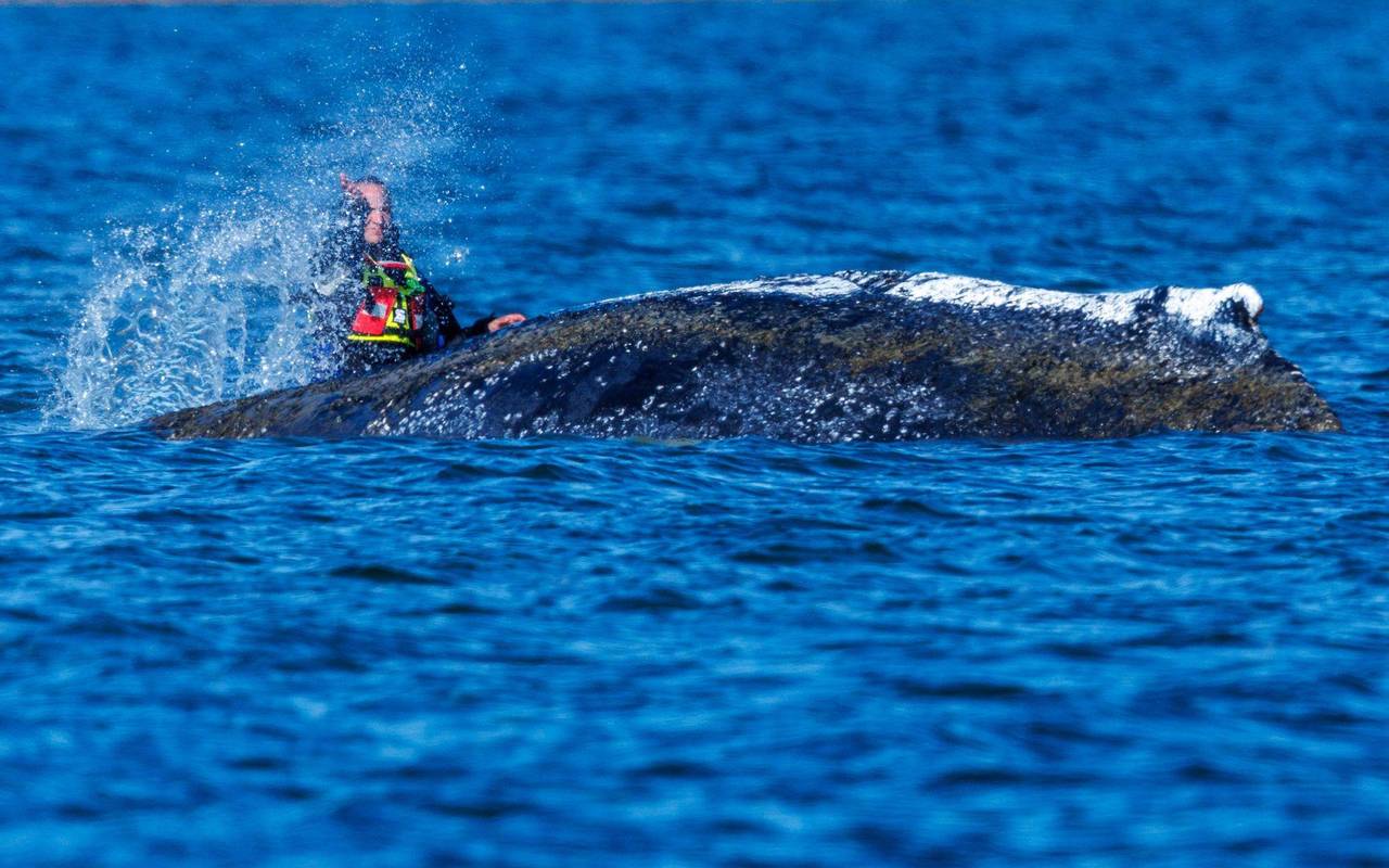 Weitere Entwicklung zum Buckelwal in der Ostsee