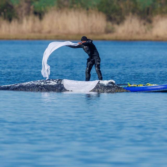 Weitere Entwicklung zum Buckelwal in der Ostsee