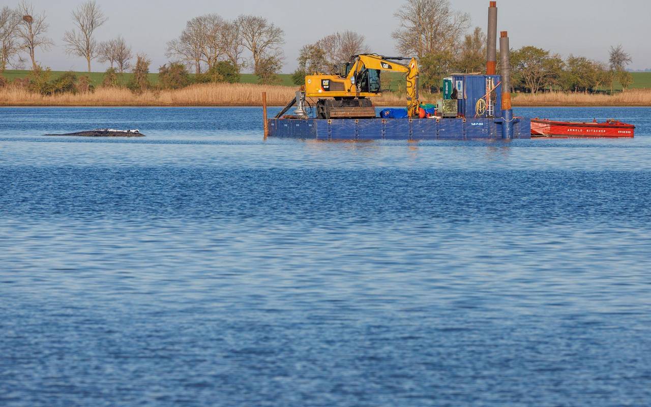 Weitere Entwicklung zum Buckelwal in der Ostsee