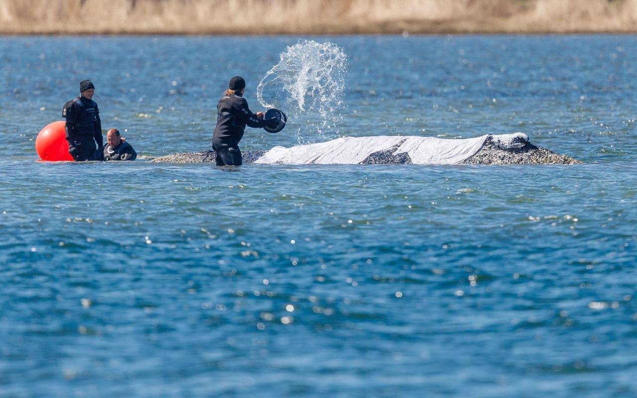 Weitere Entwicklung zum Buckelwal in der Ostsee