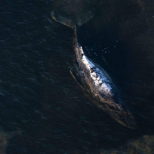 Weitere Entwicklung zum Buckelwal in der Ostsee
