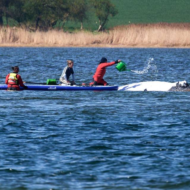 Weitere Entwicklung zum Buckelwal in der Ostsee