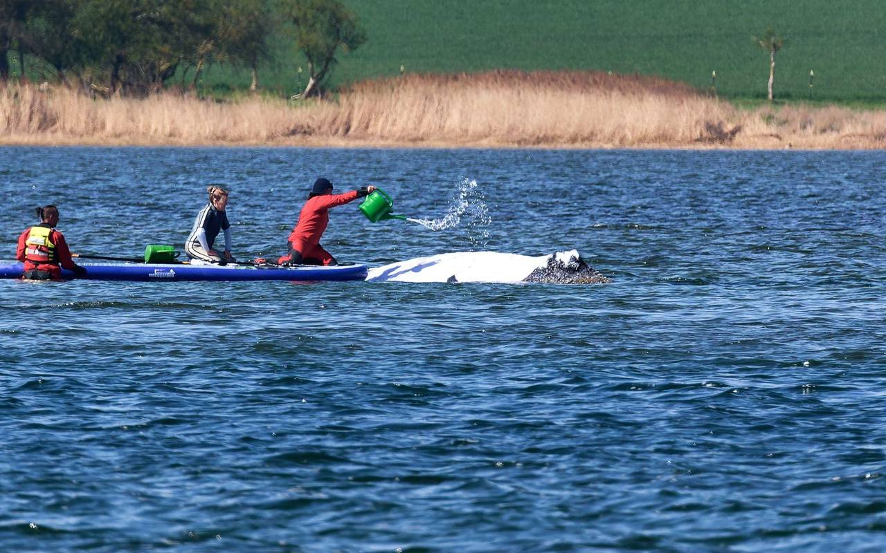 Weitere Entwicklung zum Buckelwal in der Ostsee