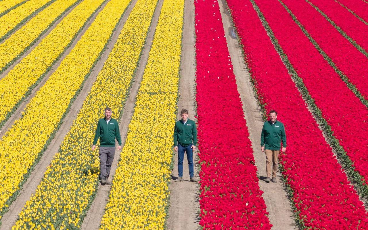 Millionen Tulpen wachsen im Landkreis Gifhorn