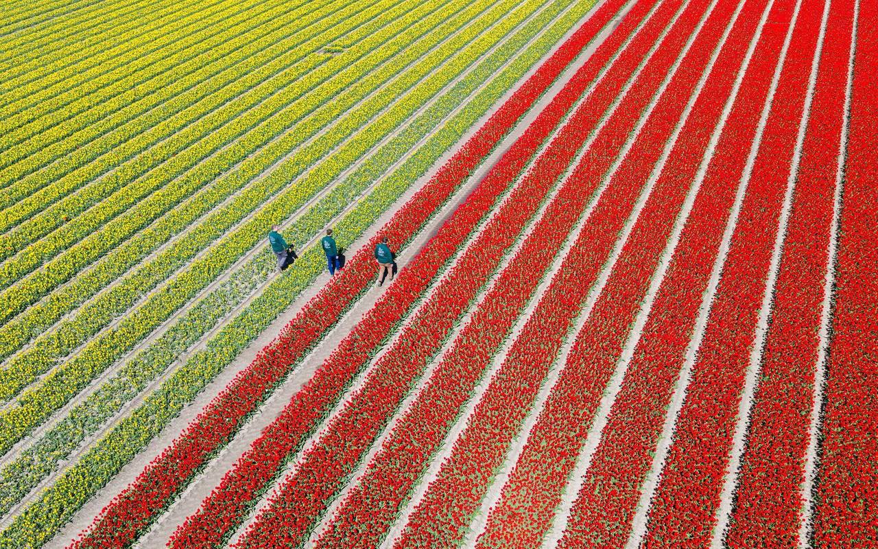 Millionen Tulpen wachsen im Landkreis Gifhorn