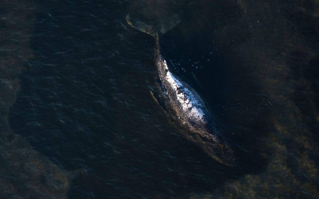 Weitere Entwicklung zum Buckelwal in der Ostsee