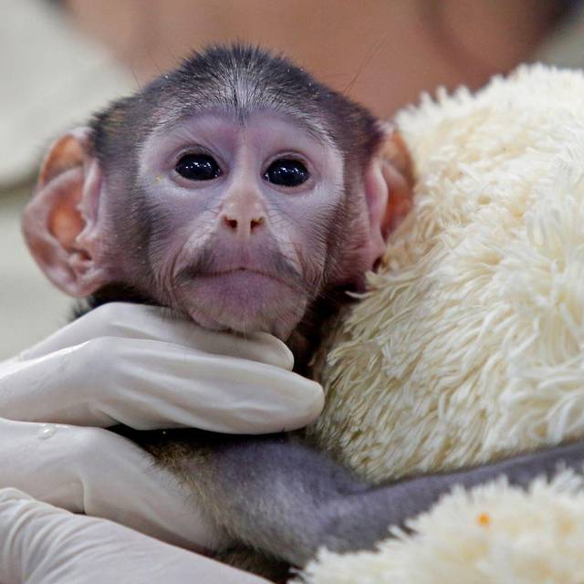 Husarenaffen-Baby Yuji