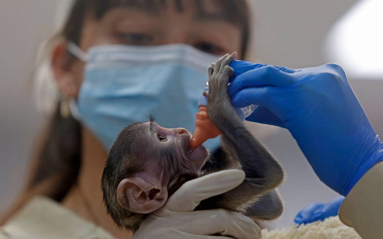 Husarenaffen-Baby Yuji