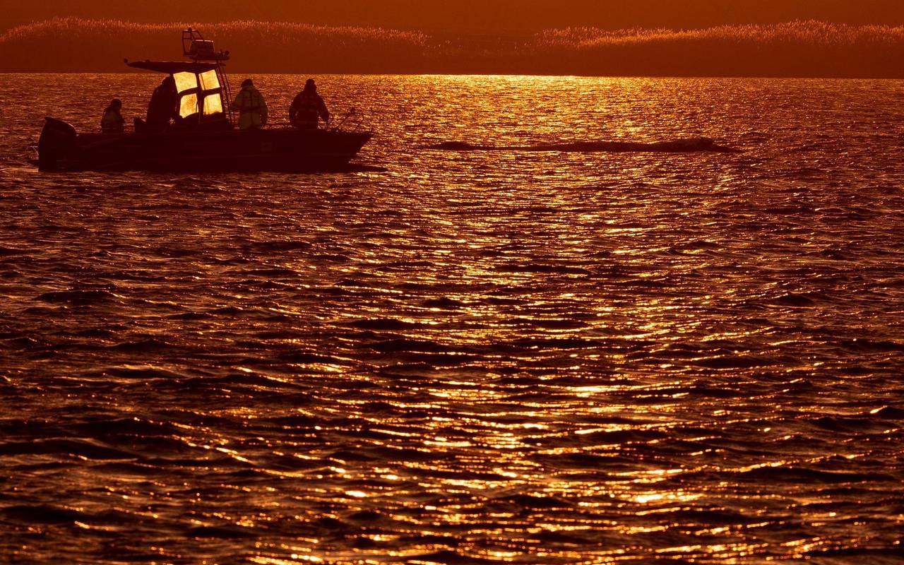 Weitere Entwicklung zum Buckelwal in der Ostsee