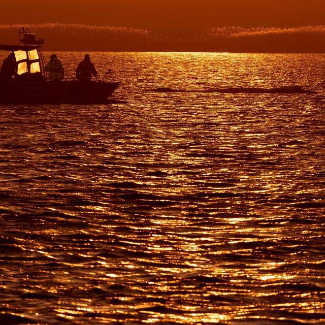 Weitere Entwicklung zum Buckelwal in der Ostsee