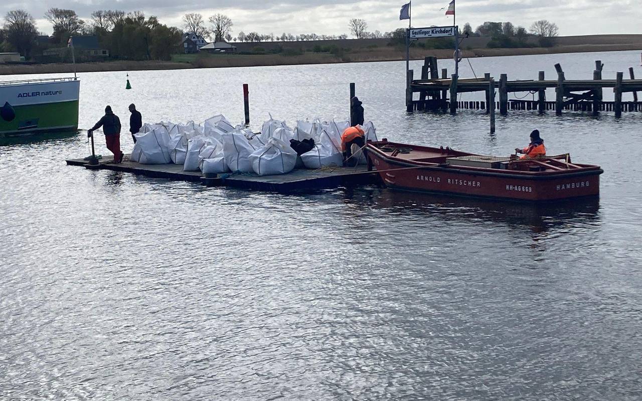 Weitere Entwicklung zum Buckelwal in der Ostsee