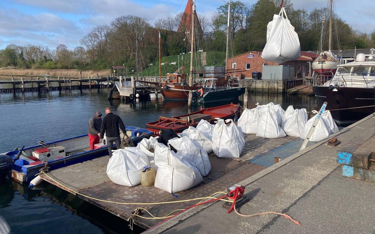 Weitere Entwicklung zum Buckelwal in der Ostsee