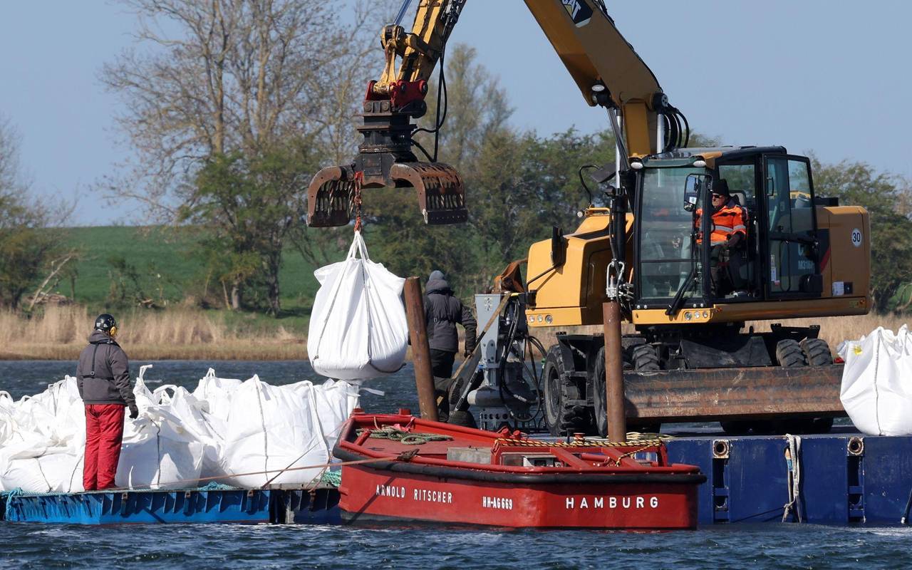 Rettungsaktion für den Buckelwal