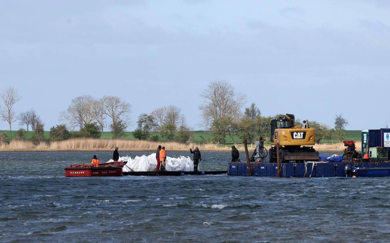 Rettungsaktion für den Buckelwal