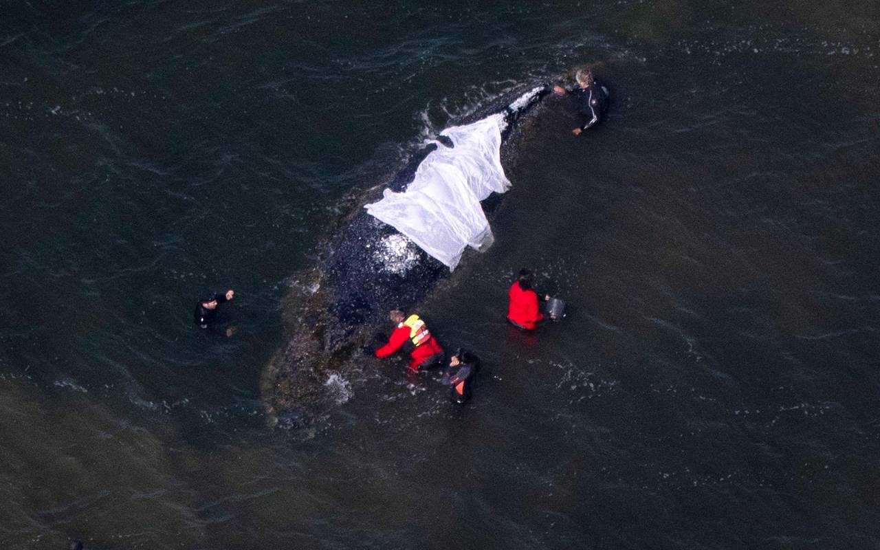 Vermeintlich ruhiger Wal im Trubel - Was fühlt das Tier wirklich?