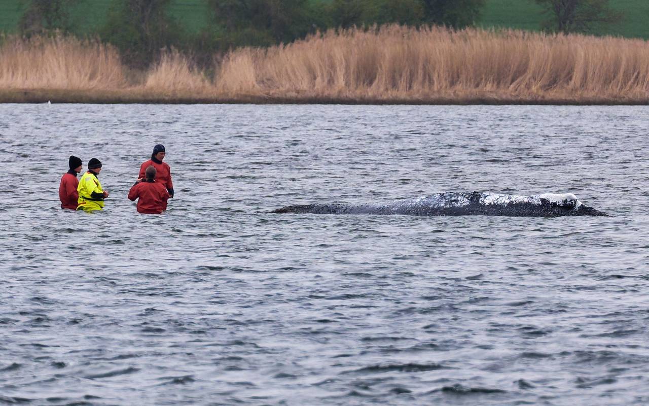 Vermeintlich ruhiger Wal im Trubel - Was fühlt das Tier wirklich?
